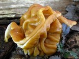 Gyromitra korfii image