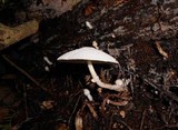 Leucocoprinus cepistipes image
