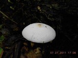 Leucocoprinus cepistipes image