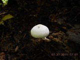 Leucocoprinus cepistipes image