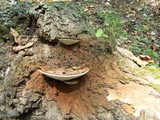 Ganoderma lobatum image