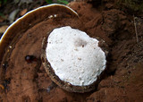 Ganoderma lobatum image