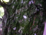Dendrothele alliacea image