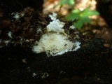 Dentipellis fragilis image