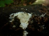 Dentipellis fragilis image