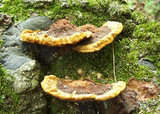 Phellinus gilvus image