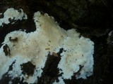 Dentipellis fragilis image