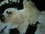 Dentipellis fragilis image