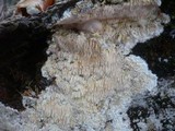 Dentipellis fragilis image
