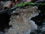 Dentipellis fragilis image