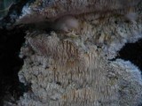 Dentipellis fragilis image