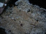 Dentipellis fragilis image