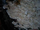 Dentipellis fragilis image