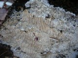 Dentipellis fragilis image