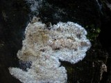 Dentipellis fragilis image