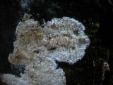 Dentipellis fragilis image