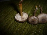 Dermoloma pseudocuneifolium image