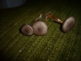 Dermoloma pseudocuneifolium image