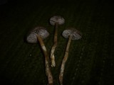 Dermoloma pseudocuneifolium image