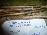 Diaporthe trinucleata image