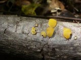 Ditiola peziziformis image