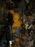 Ditiola peziziformis image