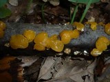 Ditiola peziziformis image