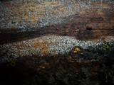 Calathella eruciformis image