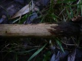 Episphaeria fraxinicola image