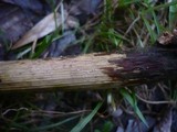 Episphaeria fraxinicola image