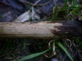 Episphaeria fraxinicola image