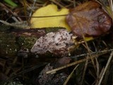 Eichleriella deglubens image