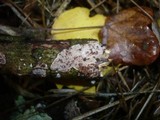 Eichleriella deglubens image