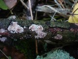 Eichleriella deglubens image