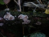 Eichleriella deglubens image