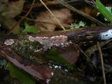 Eichleriella deglubens image