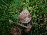Entoloma conferendum image