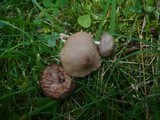 Entoloma conferendum image