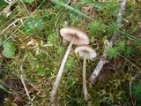 Entoloma conferendum image