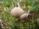 Entoloma conferendum image