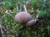 Entoloma conferendum image