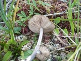 Entoloma mougeotii image