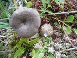 Entoloma mougeotii image