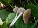 Entoloma subradiatum image