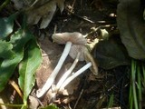 Entoloma subradiatum image