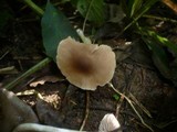 Entoloma subradiatum image