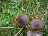 Entoloma sericeum image