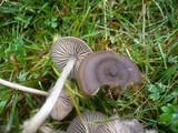 Entoloma sericeum image