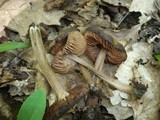Entoloma vernum image
