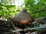 Entoloma vernum image
